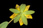 Myrtleleaf St. Johnswort